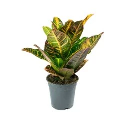 Codiaeum Petra - Croton 33 Codiaeum Petra - Croton -Plant Promotion Store Codiaeum Petra Croton ed213919 e3d8 404d ba71 4086454c2f0a