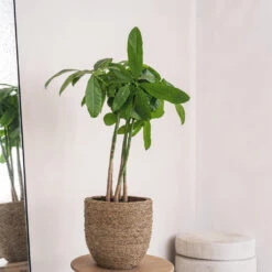 Cody Plant Pot - Straw Grass 32 Cody Plant Pot - Straw Grass -Plant Promotion Store Cody Plant Pot Straw Grass 2