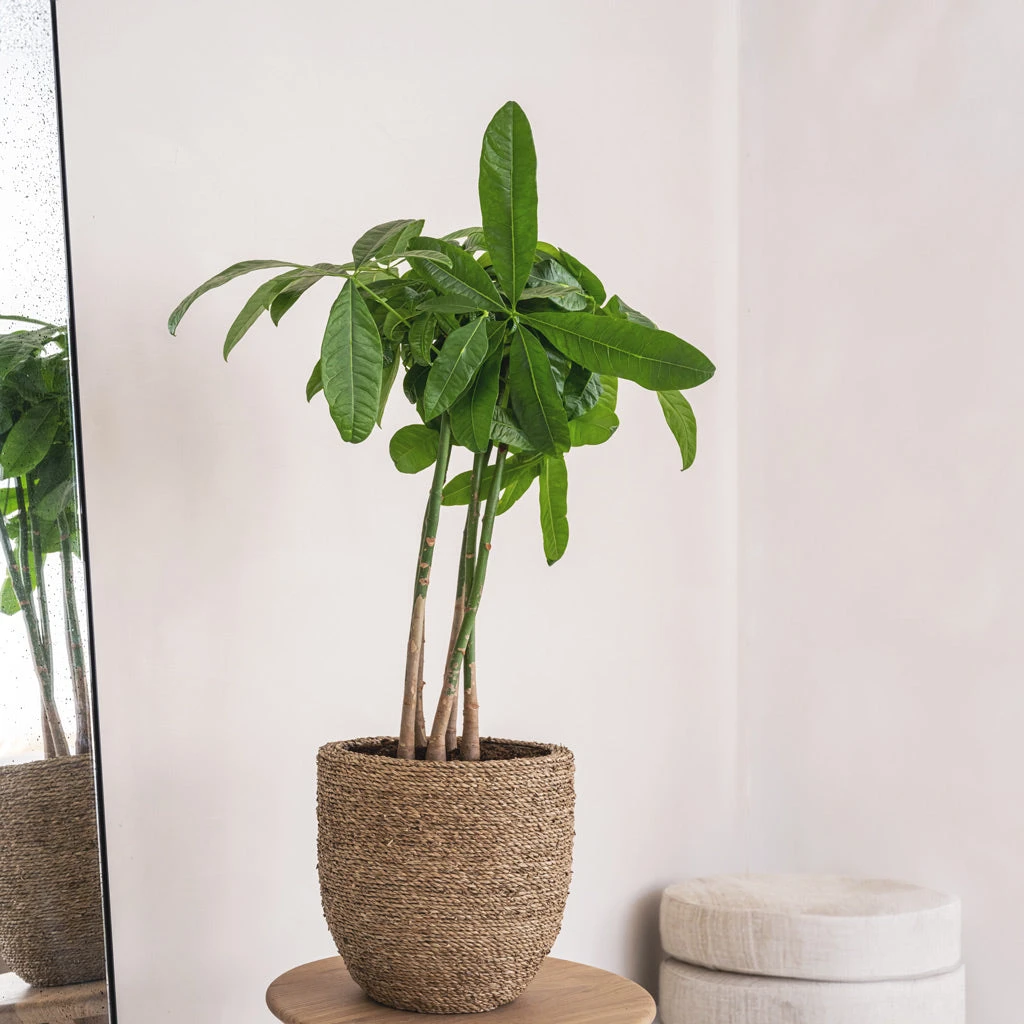 Cody Plant Pot - Straw Grass 13 Cody Plant Pot - Straw Grass - Image 11