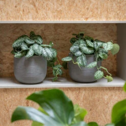 Cody Ridged Plant Pot - Dark Grey -Plant Promotion Store CodyPlantPot RidgedDarkGrey 2