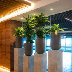 Cody Ridged Tall Planter - Dark Grey -Plant Promotion Store CodyPlantVase RidgedDarkGrey 8