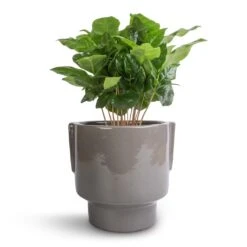 Coffea Arabica - Coffee Plant 19 Coffea Arabica - Coffee Plant -Plant Promotion Store Coffea arabica Coffee Plant 12x35cm Aries Handles Plant Pot Charcoal 14x15cm