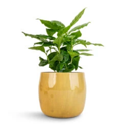 Coffea Arabica - Coffee Plant 22 Coffea Arabica - Coffee Plant -Plant Promotion Store Coffea arabica Coffee Plant 12x35cm Babet Plant Pot Camel 14x12cm 1