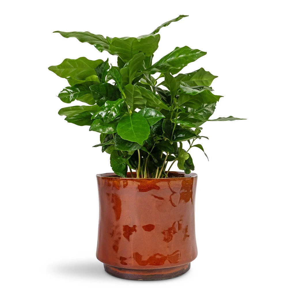 Nolan Plant Pot - Red 10 Nolan Plant Pot - Red - Image 8