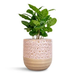 Coffea Arabica - Coffee Plant 20 Coffea Arabica - Coffee Plant -Plant Promotion Store Coffea arabica Coffee Plant 12x35cm Ocean Glaze Plant Pot Morganite 13x13cm 683a92ef 07b4 4c7c 95cc a6339b8f17d6