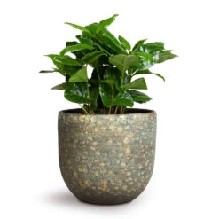 Coffea Arabica - Coffee Plant 17 Coffea Arabica - Coffee Plant -Plant Promotion Store Coffea arabica Coffee Plant 12x35cm Rinca Plant Pot Shiny Green 15x13cm
