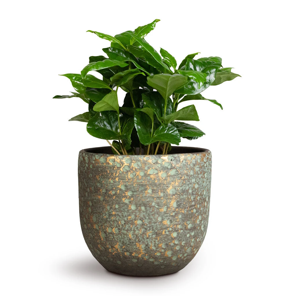 Rinca Plant Pot - Shiny Green 6 Rinca Plant Pot - Shiny Green - Image 4