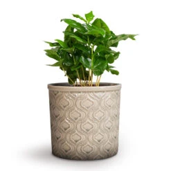 Venetian Plant Pot - Grey 15 Venetian Plant Pot - Grey -Plant Promotion Store Coffea arabica Coffee Plant 12x35cm Venetian Plant Pot Grey 16x14cm e69d6cab a4c1 4540 b13f 848c2ec9c32a