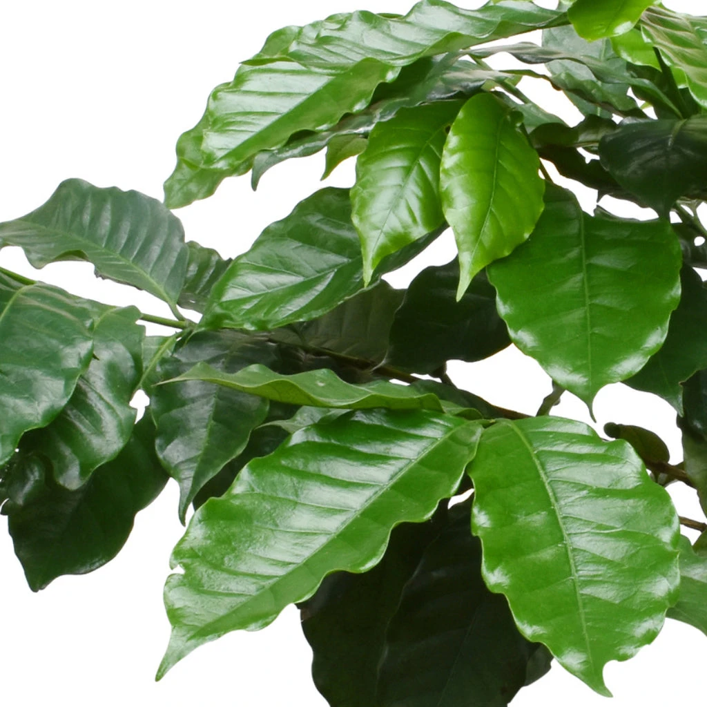 Coffea Arabica - Coffee Plant 4 Coffea Arabica - Coffee Plant - Image 2