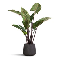 Patt Plant Pot - Black Washed -Plant Promotion Store Colocasia Artificial 130cm Patt Pot Black Washed 34x29cm