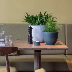 Coral Refined Planter - Pine Green -Plant Promotion Store Coral Refined Planter Pine Green Natural White Houseplants 08543535 5541 428b 8ac7 bb7a385db61c