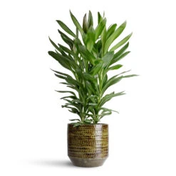 Sanna Plant Pot - Moss Green -Plant Promotion Store Cordyline fruticosa Glauca 19x55cm Sanna Pot Moss Green 25x23cm 1