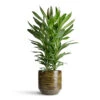 Cordyline Fruticosa Glauca - Green Ti Plant