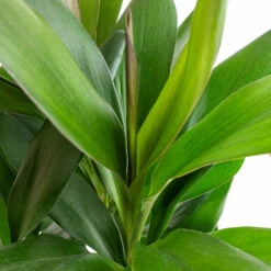 Cordyline Fruticosa Glauca - Green Ti Plant 17 Cordyline Fruticosa Glauca - Green Ti Plant -Plant Promotion Store Cordyline fruticosa Glauca Green Ti Plant 19x55cm 2