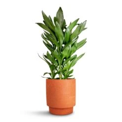 Cordyline Fruticosa Glauca - Green Ti Plant 16 Cordyline Fruticosa Glauca - Green Ti Plant -Plant Promotion Store Cordyline fruticosa Glauca Green Ti Plant 19x55cm Chao Plant Pot Terra 19.5x22.5cm