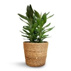 Cordyline Fruticosa Glauca - Green Ti Plant 23 Cordyline Fruticosa Glauca - Green Ti Plant -Plant Promotion Store Cordyline fruticosa Glauca Green Ti Plant 19x55cm Igmar Plant Basket Natural 22x19cm 1