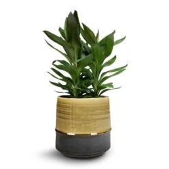 Marlijn Plant Pot - Thyme 41 Marlijn Plant Pot - Thyme -Plant Promotion Store Cordyline fruticosa Glauca Green Ti Plant 19x55cm Marlijn Plant Pot Thyme 21x21cm 5b67f843 441c 47a6 97d0 36d3c71a8291