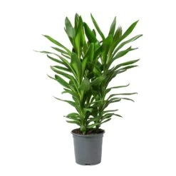 Cordyline Fruticosa Glauca - Green Ti Plant 18 Cordyline Fruticosa Glauca - Green Ti Plant -Plant Promotion Store Cordyline fruticosa Glauca Green Ti Plant Large