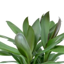 Cordyline Fruticosa Glauca - Green Ti Plant 22 Cordyline Fruticosa Glauca - Green Ti Plant -Plant Promotion Store Cordyline fruticosa Glauca Green Ti Plant Leaves