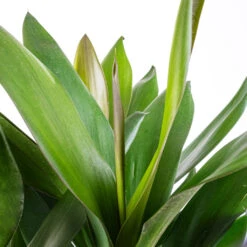 Cordyline Fruticosa Glauca - Green Ti Plant 21 Cordyline Fruticosa Glauca - Green Ti Plant -Plant Promotion Store Cordyline fruticosa Glauca Green Ti Plant SWATCH