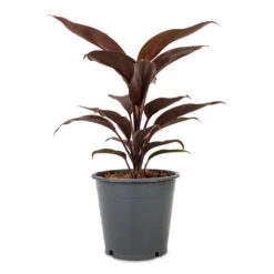 Cordyline Fruticosa Mambo - Hawaiian Ti Plant -Plant Promotion Store Cordyline fruticosa Mambo Hawaiian Ti Plant 12x40cm