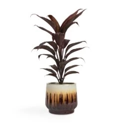 Cordyline Fruticosa Mambo - Hawaiian Ti Plant -Plant Promotion Store Cordyline fruticosa Mambo Hawaiian Ti Plant 12x40cm Alice Plant Pot Caramel 14x12cm
