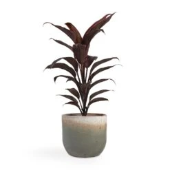 Cordyline Fruticosa Mambo - Hawaiian Ti Plant -Plant Promotion Store Cordyline fruticosa Mambo Hawaiian Ti Plant 12x40cm Tarra Plant Pot Forest 15x13cm