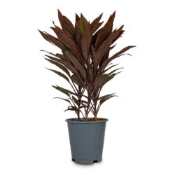 Cordyline Fruticosa Mambo - Hawaiian Ti Plant -Plant Promotion Store Cordyline fruticosa Mambo Hawaiian Ti Plant 19x50cm