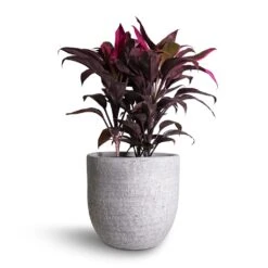 Cordyline Fruticosa Mambo - Hawaiian Ti Plant -Plant Promotion Store Cordyline fruticosa Mambo Hawaiian Ti Plant 19x50cm Cas Plant Pot Cool Grey 25x23cm 5c772116 08e6 4042 a74a 68401e1cbec0