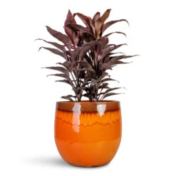 Charlotte Plant Pot - Orange -Plant Promotion Store Cordyline fruticosa Mambo Hawaiian Ti Plant 19x50cm Charlotte Plant Pot Orange 29x25cm 1.jpg bak 2 1