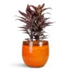 Cordyline Fruticosa Mambo - Hawaiian Ti Plant -Plant Promotion Store Cordyline fruticosa Mambo Hawaiian Ti Plant 19x50cm Charlotte Plant Pot Orange 29x25cm.jpg bak 2