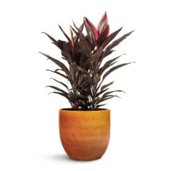 Cordyline Fruticosa Mambo - Hawaiian Ti Plant -Plant Promotion Store Cordyline fruticosa Mambo Hawaiian Ti Plant 19x50cm Jolin Plant Pot Desert 24x23cm 461512c1 8f40 4839 8d86 e5636e40e49e