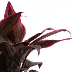 Cordyline Fruticosa Mambo - Hawaiian Ti Plant -Plant Promotion Store Cordyline fruticosa Mambo Hawaiian Ti Plant Close Up