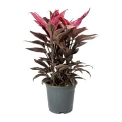 Cordyline Fruticosa Mambo - Hawaiian Ti Plant -Plant Promotion Store Cordyline fruticosa Mambo Hawaiian Ti Plant Large