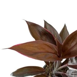 Cordyline Fruticosa Mambo - Hawaiian Ti Plant -Plant Promotion Store Cordyline fruticosa Mambo Hawaiian Ti Plant Leaves