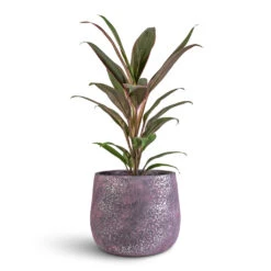Jules Plant Pot - Shiny Purple 13 Jules Plant Pot - Shiny Purple -Plant Promotion Store Cordyline fruticosa Rumba 12x35cm Jules Pot Shiny Purple 18x15cm