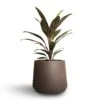 Cordyline Fruticosa Rumba - Hawaiian Ti Plant 1 Cordyline Fruticosa Rumba - Hawaiian Ti Plant -Plant Promotion Store Cordyline fruticosa Rumba Hawaiian Ti Plant 12x35cm Patt Plant Pot Ash Brown 17x14cm 1e5e3b58 9763 456f a011 6be6b72e87db