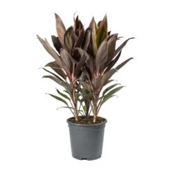 Cordyline Fruticosa Rumba - Hawaiian Ti Plant 11 Cordyline Fruticosa Rumba - Hawaiian Ti Plant -Plant Promotion Store Cordyline fruticosa Rumba Hawaiian Ti Plant