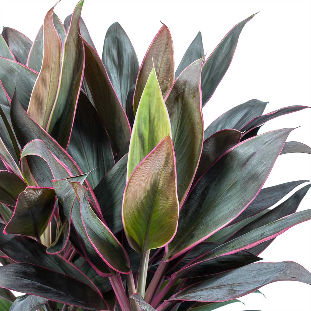 Cordyline Fruticosa Rumba - Hawaiian Ti Plant 4 Cordyline Fruticosa Rumba - Hawaiian Ti Plant - Image 2