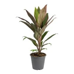 Cordyline Fruticosa Rumba - Hawaiian Ti Plant 10 Cordyline Fruticosa Rumba - Hawaiian Ti Plant -Plant Promotion Store Cordyline fruticosa Rumba Hawaiian Ti Plant Small