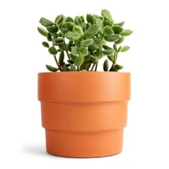 Cotyledon Tomentosa Ladys - Bear Paw Plant -Plant Promotion Store Cotyledon tomentosa ladys Bear Paw Plant 12x15cm Boston Tiered Plant Pot Terracotta 16.5x14cm