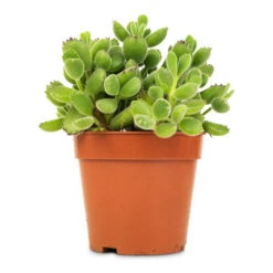 Cotyledon Tomentosa Ladys - Bear Paw Plant -Plant Promotion Store Cotyledon tomentosa ladys Bear Paw Plant 12x25cm