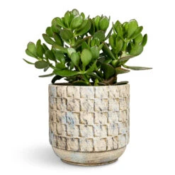 Jim Plant Pot - Shell 18 Jim Plant Pot - Shell -Plant Promotion Store Crassula Ovata Jade Plant 17x35cm Jim Plant Pot Shell 21x19cm 1