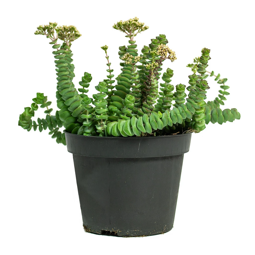 Crassula Marneriana Worm Plant - Baby Jade Necklace 5 Crassula Marneriana Worm Plant - Baby Jade Necklace - Image 3