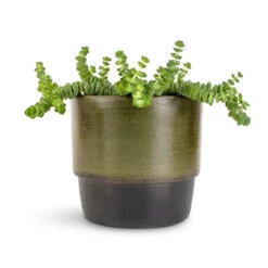 Crassula Marneriana Worm Plant - Baby Jade Necklace 16 Crassula Marneriana Worm Plant - Baby Jade Necklace -Plant Promotion Store Crassula marneriana Worm Plant Baby Jade Necklace 11x15cm Erik Plant Pot Olive 14x12cm