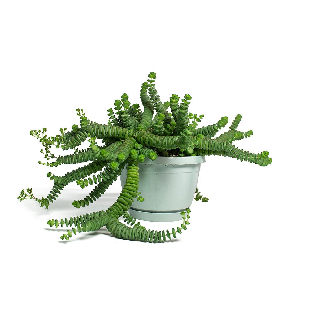 Crassula Marneriana Worm Plant - Baby Jade Necklace 6 Crassula Marneriana Worm Plant - Baby Jade Necklace - Image 4