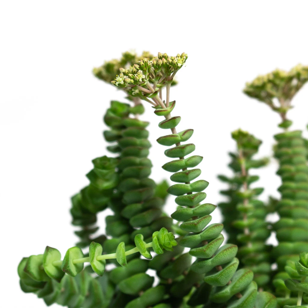 Crassula Marneriana Worm Plant - Baby Jade Necklace 4 Crassula Marneriana Worm Plant - Baby Jade Necklace - Image 2