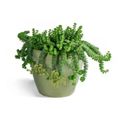 Crassula Marneriana Worm Plant - Baby Jade Necklace 14 Crassula Marneriana Worm Plant - Baby Jade Necklace -Plant Promotion Store Crassula marneriana Worm Plant Baby Jade Necklace Sven Plant Pot Mint