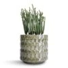 Crassula Muscosa - Watch Chain Plant 2 Crassula Muscosa - Watch Chain Plant -Plant Promotion Store Crassula muscosa Watch Chain Plant 10.5x20cm Stian Plant Pot Moss Green 13x12cm