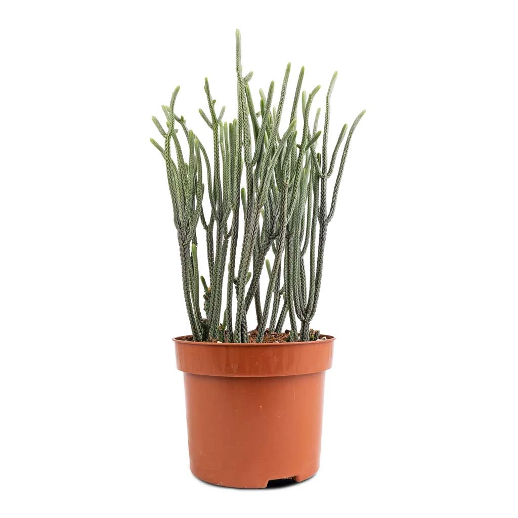 Crassula Muscosa - Watch Chain Plant 5 Crassula Muscosa - Watch Chain Plant - Image 3